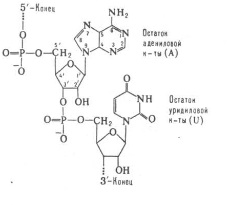 Приведите схему дефосфорилирования 5 дезоксиадениловой кислоты