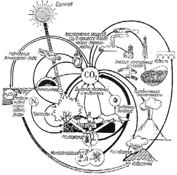Схема биогеохимического цикла углерода