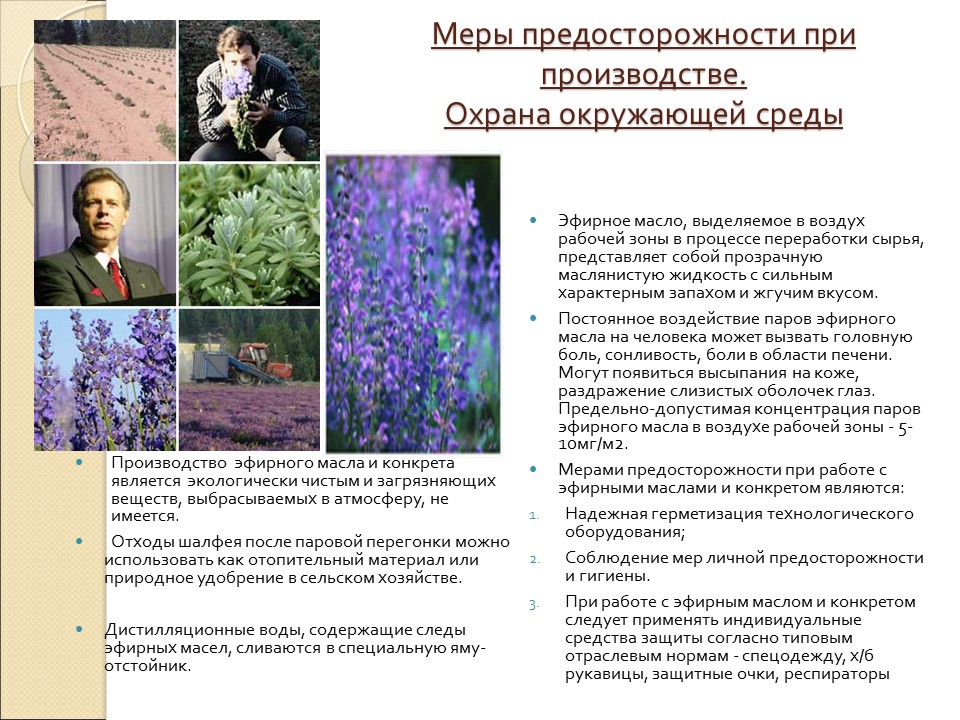 Влияние эфирного масла и конкрета из шалфея мускатного на организм человека